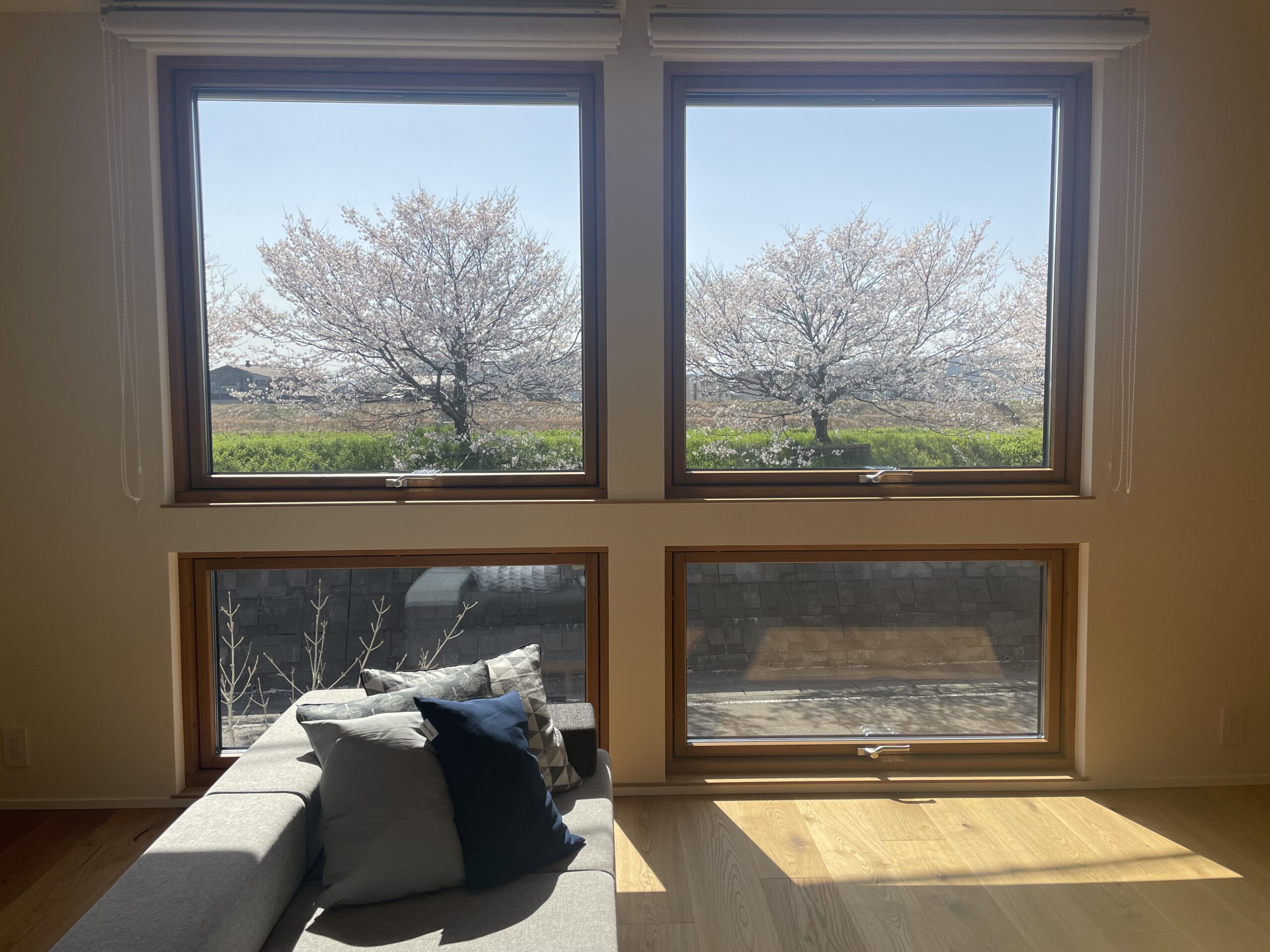 2階リビングの窓から見える桜_正面の構図